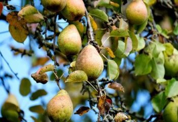 Clima, dal MASAF 11 milioni a sostegno delle filiere della pera e del kiwi