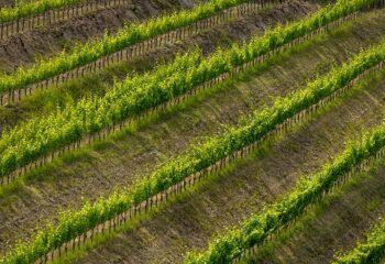 Tenuta Stella premia i vincitori del concorso fotografico dedicato alla biodiversità