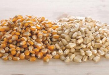 Farine da mais: i produttori in guerra contro i rincari