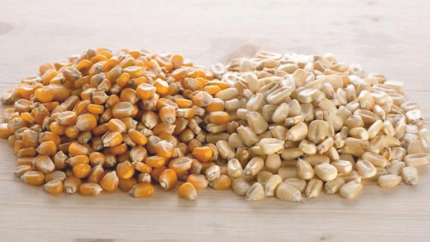 Farine da mais: i produttori in guerra contro i rincari