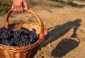 Il Consorzio Tutela Vini D’Acqui a Prowein Mumbai incontra il mosaico della memoria sensoriale d’India